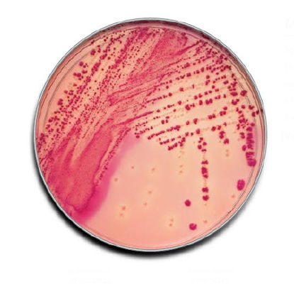 Picture of Prepared Media BD BBL™ MacConkey II Agar Light Beige Mono-Plate Format221270