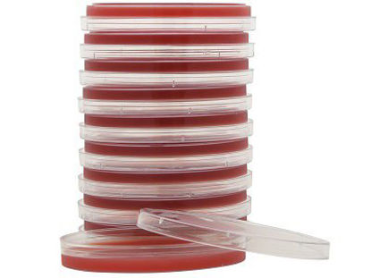 Picture of Prepared Media Tryptic Soy Agar (TSA) with 5% Sheep Blood Red Petri Plate FormatA10