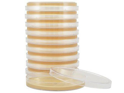 Picture of Prepared Media Tryptic Soy Agar (TSA) Petri Plate FormatG60