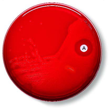 Picture of Disc BD Taxo™ A231552