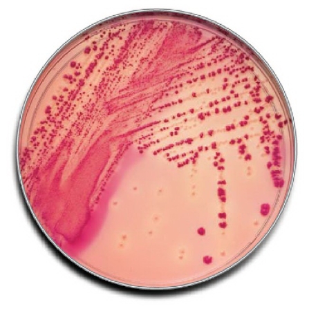 Picture of Culture Media BD BBL™ MacConkey II Agar Light Beige Mono-Plate Format221172