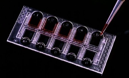 Picture of Urinalysis Microscope Slide FastRead 102™ Counting Slide 10-Chamber Clear88010