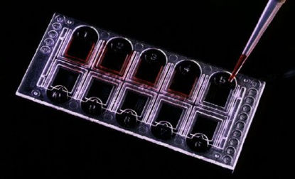 Picture of Urinalysis Microscope Slide FastRead 102™ Counting Slide 10-Chamber Clear88010