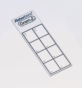 Picture of Gram Stain Control Slide Fisherbrand™ GramCheck™08801