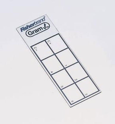 Picture of Gram Stain Control Slide Fisherbrand™ GramCheck™08801