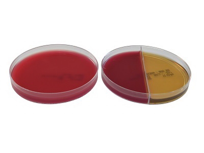 Picture of Pre-reduced Culture Media AnaeroGRO™ Brucella with Hemin and Vitamin K / Bacteroides Bile Esculin Agar / Phenylethanol Agar Biplate Bi-Plate FormatAG312