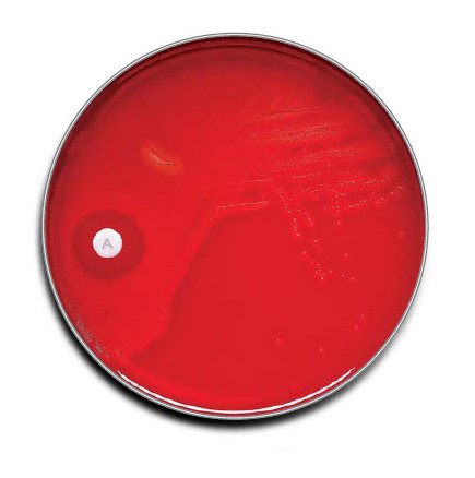 Picture of Prepared Media BD BBL™ Group A Selective Strep Agar with 5% Sheep Blood Mono-Plate Format221779