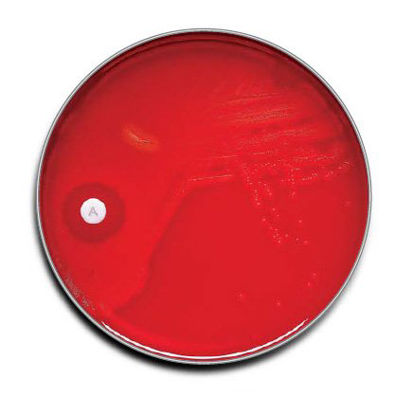 Picture of Prepared Media BD BBL™ Group A Selective Strep Agar with 5% Sheep Blood Mono-Plate Format221779