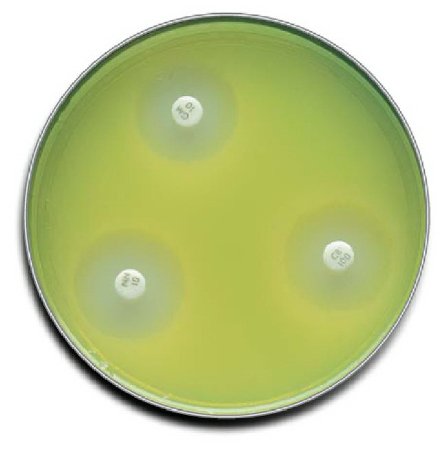 Picture of Prepared Media BD BBL™ Mueller Hinton II Agar Mono-Plate Format221177
