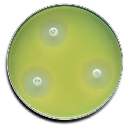 Picture of Prepared Media BD BBL™ Mueller Hinton II Agar Mono-Plate Format221177