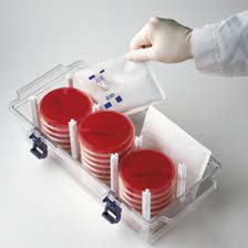 Picture of Anaerobe Sachet BD GasPak™ EZ 20 Sachets GasPak™ EZ Gas Generating Systems260678