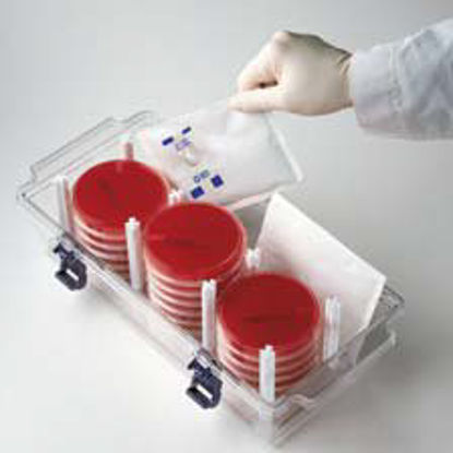 Picture of Anaerobe Sachet BD GasPak™ EZ 20 Sachets GasPak™ EZ Gas Generating Systems260678