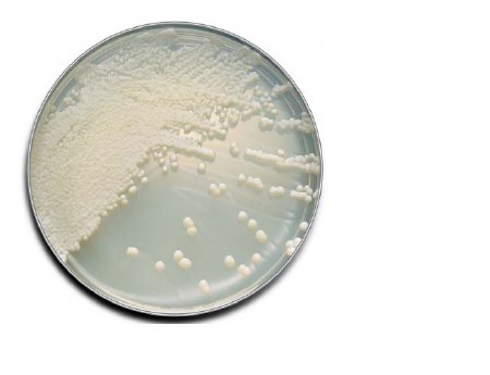 Picture of Prepared Media BD BBL™ Sabouraud Dextrose Agar Light Beige Mono-Plate Format221180
