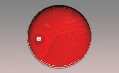 Picture of Differentiation Disc BBL™ Taxo™ P Optochin 5.0 µg231046