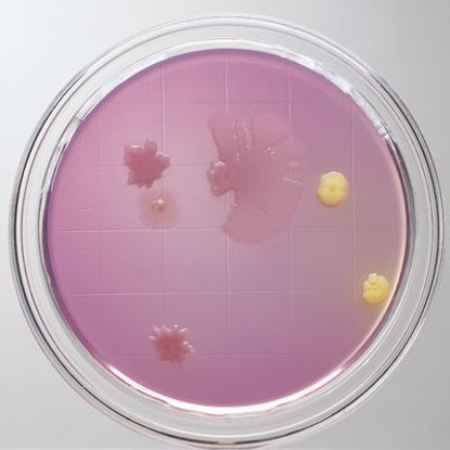 Picture of Prepared Media BD BBL™ Columbia Anaerobic Sheep Blood Agar Mono-Plate Format221928