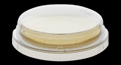 Picture of Prepared Media BD BBL™ Sabouraud Dextrose Agar with Lecithin and Polysorbate 80 Light Beige Mono-Plate Format221233