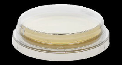 Picture of Prepared Media BD BBL™ Sabouraud Dextrose Agar Mono-Plate Format221235