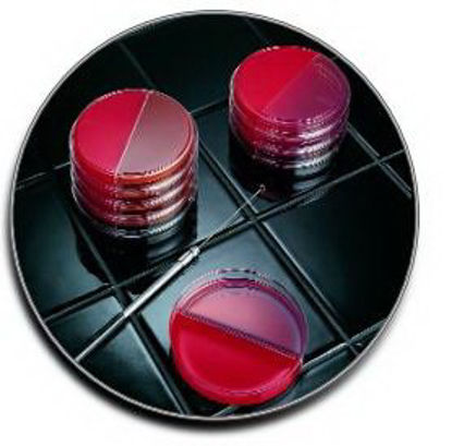 Picture of Prepared Media BD BBL™ I Plate™ Trypticase™ Soy Agar (TSA II™) with 5% Sheep Blood / Levine EMB Agar Dark Red Bi-Plate Format221286