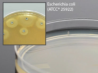 Picture of Prepared Media Mueller Hinton Agar Petri Plate FormatG45