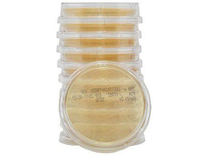Picture of Prepared Media Tryptic Soy Agar (TSA) with Lecithin and Tween® 80 Mono-Plate FormatP34