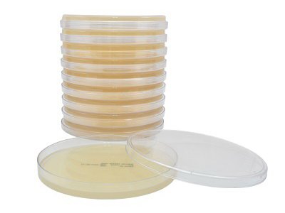 Picture of Prepared Media Mueller Hinton Agar DehydratedH11