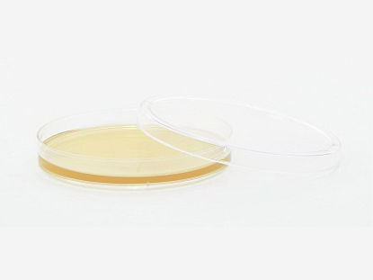 Picture of Prepared Media Tryptic Soy Agar (TSA) with Lecithin and Tween® Deep Fill Plate FormatW41