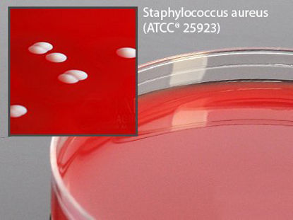 Picture of Prepared Media Phenylethyl Alcohol Agar with 5% Sheep Blood Mono-Plate FormatA93