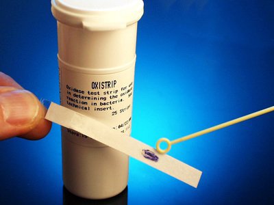 Picture of Test Oxidase 25 TestsZ93