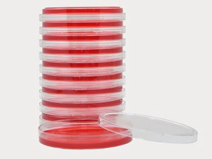 Picture of Prepared Media Xylose Lysine Deoxycholate Agar Petri Plate FormatG65