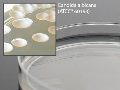 Picture of Prepared Media Mycobiotic Agar Deep Fill Plate FormatW50