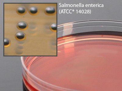 Picture of Prepared Media Salmonella Shigella Agar Petri Plate FormatG50