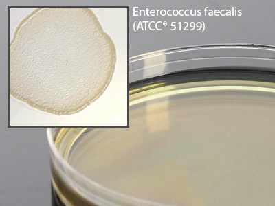 Picture of Prepared Media Brain Heart Infusion (BHI) Agar with Vancomycin Mono-Plate FormatG14