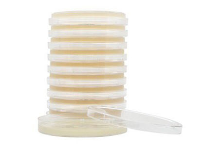 Picture of Prepared Media HardyCHROM™ Chromogenic Agar Urinary Tract Infections (UTI) Petri Plate FormatG313