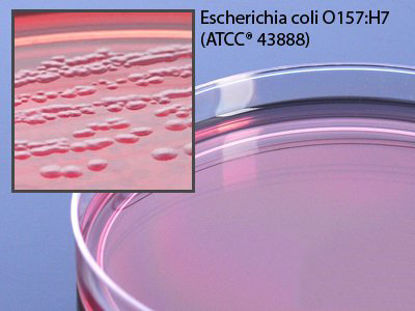Picture of Prepared Media Cefixime Potassium Tellurite Sorbitol-MacConkey Agar (CT-SMAC) Mono-Plate FormatG129