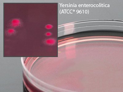 Picture of Prepared Media Cefsulodin-Irgasan-Novobiocin Mono-Plate FormatG20