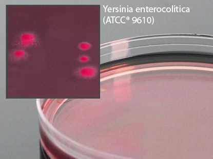 Picture of Prepared Media Cefsulodin-Irgasan-Novobiocin Mono-Plate FormatG20
