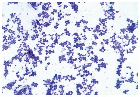 Picture of Teaching Microscope Slide Set Fisher Science Education™S68789