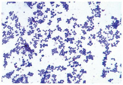 Picture of Teaching Microscope Slide Set Fisher Science Education™S68789