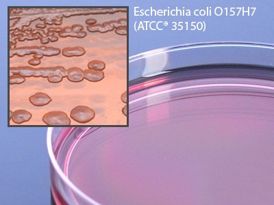 Picture of Prepared Media MacConkey Agar with Sorbital Petri Plate FormatG36