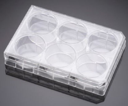Picture of Multiwell Cell Culture Plate Falcon® Polystyrene353047