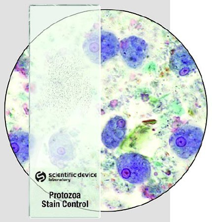 Picture of Microbial Identification Control Slide Giardia Lamblia 10 Slides354