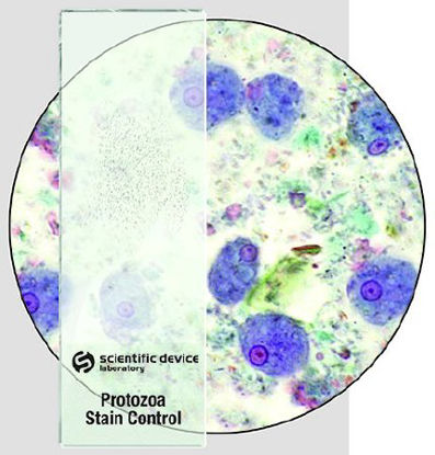 Picture of Microbial Identification Control Slide Giardia Lamblia 10 Slides354