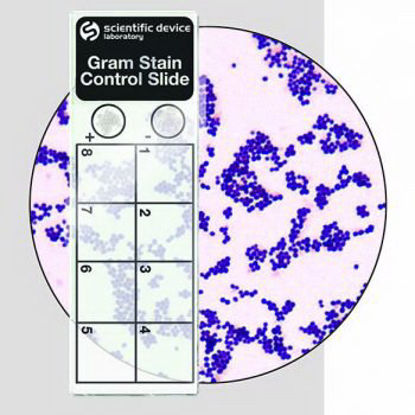 Picture of Microbial Identification Control Slide Gram Stain Positive Level 50 Slides361
