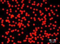 Picture of Fluorescent Particles Thermo Scientific™ Fluoro-Max™ Dyed Polystyrene Microsphere in Water Flow Cytometry / Microscopy pH 5.0 to 8.0 15 mL09980454