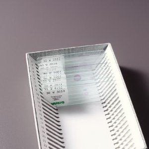 Picture of SLIDE SET INTRO BACTERIA 10B 10/BX INTRO BACTERIOLOGY95V0115