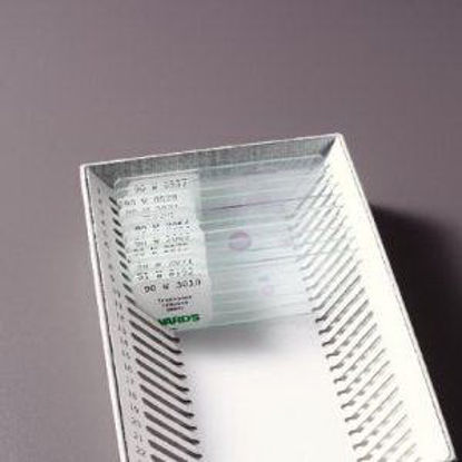 Picture of SLIDE SET INTRO BACTERIA 10B 10/BX INTRO BACTERIOLOGY95V0115