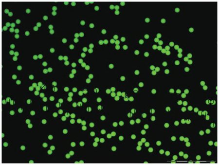 Picture of Fluorescent Particles Thermo Scientific™ Fluoro-Max™ Dyed Polystyrene Microsphere in Water Flow Cytometry / Microscopy PH 5.0 to 8.0 15 mL09980410