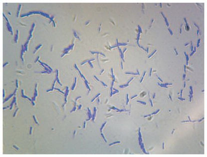 Picture of SLIDE, BACTERIA SMEAR SPORESS06337PS