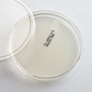 Picture of Prepared Media Nutrient Agar Plate Format880905