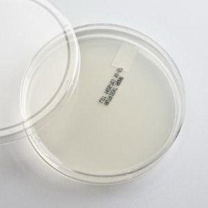 Picture of Prepared Media Nutrient Agar Plate Format880905
